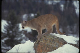 Image of Cougar