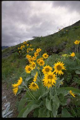 Image of arrowleaf balsamroot