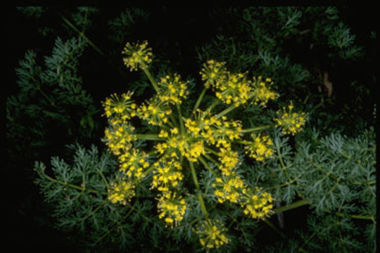 Image of fernleaf biscuitroot