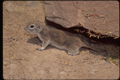 Image of Round-tailed Ground Squirrel