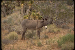 Image of Ass -- Feral donkey