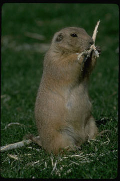 Image of Arizona Black-tailed Prairie Dog