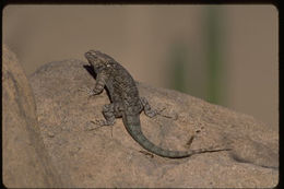 Image of Clark's spiny lizard