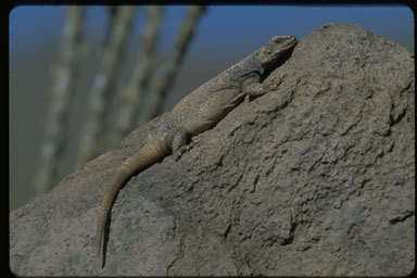 Image of Common Chuckwalla