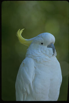 Image of Sulphur-crested Cockatoo