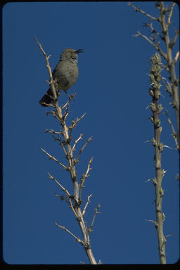 Image of Curve-billed Thrasher