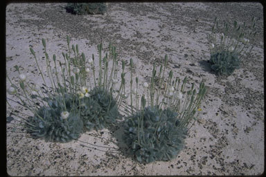 Image of desert bearpoppy