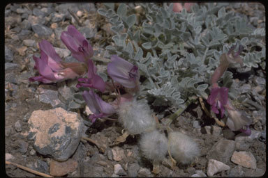 Plancia ëd Astragalus purshii var. tinctus M. E. Jones