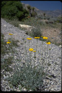 Image of woolly desert marigold