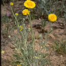 Image of woolly desert marigold