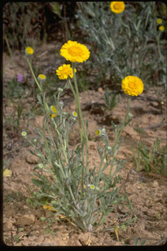 Baileya pleniradiata Harvey & A. Gray的圖片