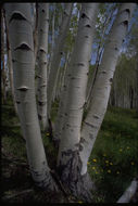 Image of quaking aspen