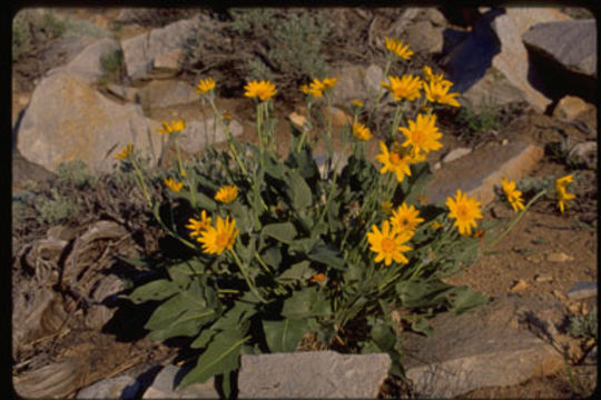 Image of arrowleaf balsamroot