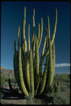 Image of Organ Pipe Cactus