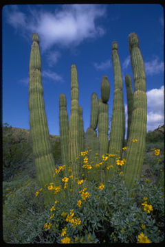 Image of Organ Pipe Cactus