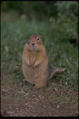 Image of Arctic ground squirrel