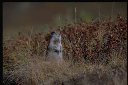 Image of Arctic ground squirrel