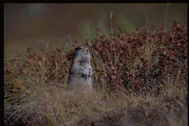 Image of Arctic ground squirrel