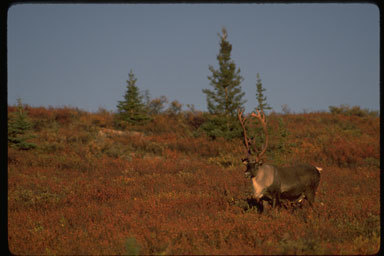 Image of Reindeer