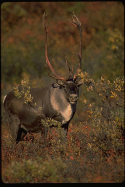 Image of Reindeer