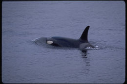 Image of Orca