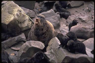 Image of Northern Fur Seal
