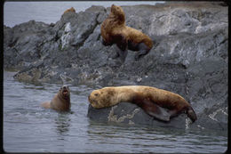 Image of Northern Sea Lion