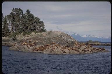 Image of Northern Sea Lion