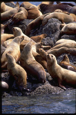 Image of Northern Sea Lion