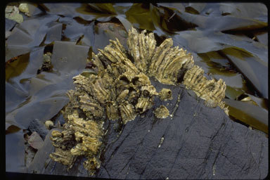 Image of Giant Acorn Barnacle