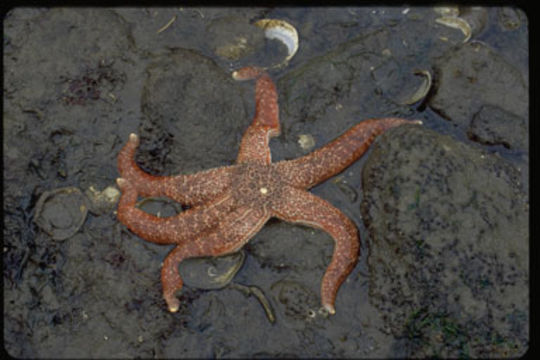 Image of Mottled star