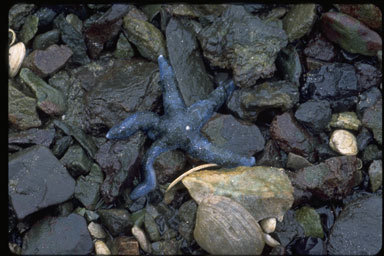 Image of Mottled star