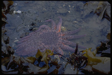 Image of Sunflower star