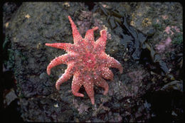 Image of Rose star