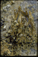 Image of Giant Acorn Barnacle