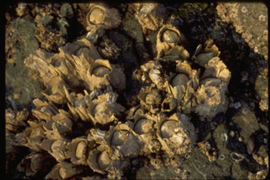 Image of Acorn barnacle