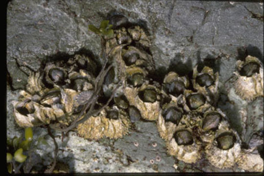 Image of thatched barnacle