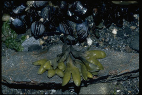 Image of Fucus distichus