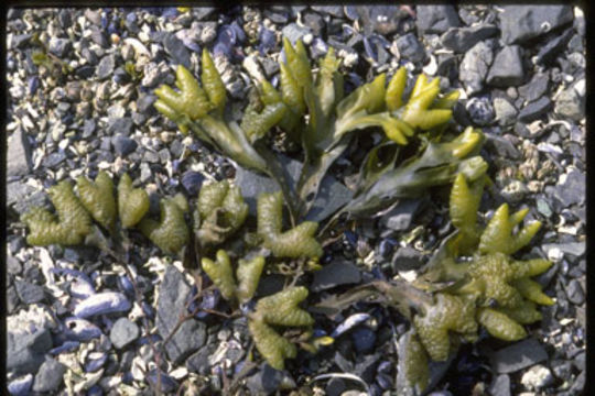 Image of Fucus distichus