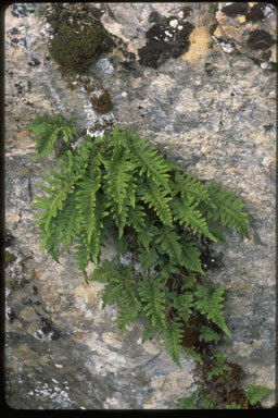 Polypodium glycyrrhiza D. C. Eat.的圖片