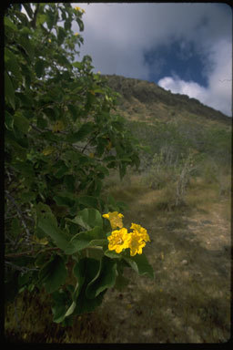 Image of Yellow geiger