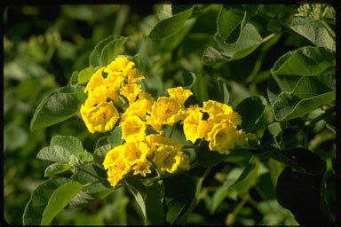 Image of Yellow geiger