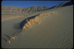 Imagem de Swallenia alexandrae (Swallen) Soderstr. & H. F. Decker