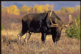 Image of North American Elk