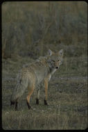 Image of American jackal