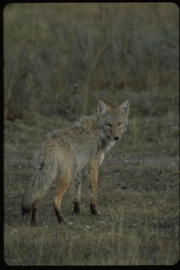 Image of American jackal