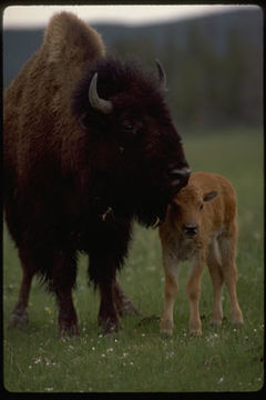 Image of American Bison