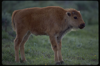 Image of American Bison