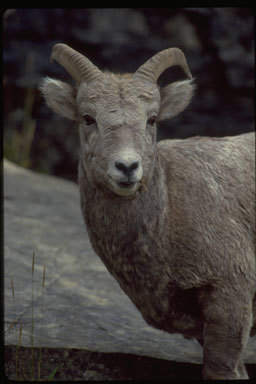 Plancia ëd Ovis canadensis Shaw 1804