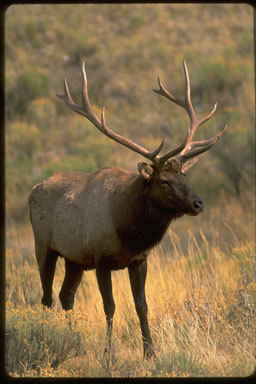 Image of <i>Cervus canadensis</i>